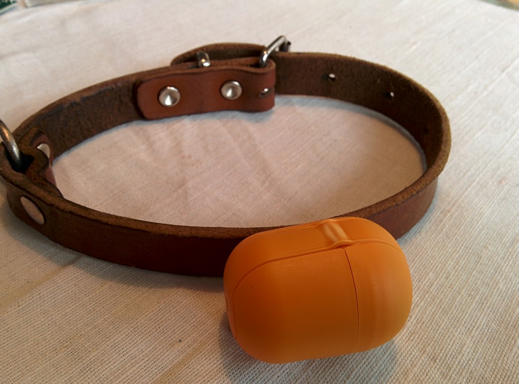My dog as smart wireless DVR sensor