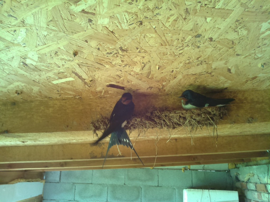 House martin cam House martin cam