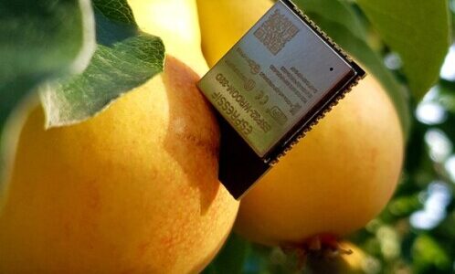 Pear tree to the internet