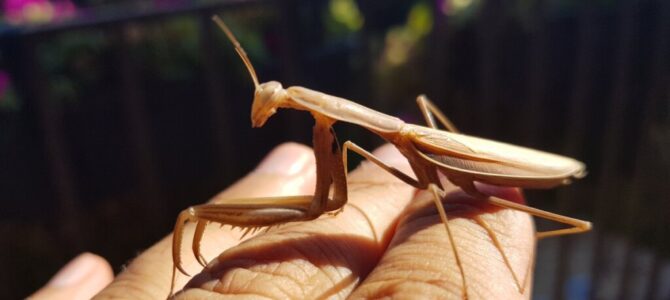 Dealing with bugs