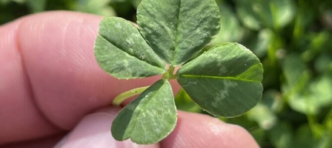 🍀