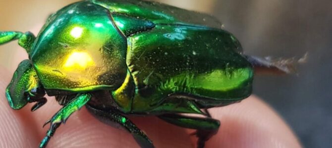 Green metallic beetle’s larvae