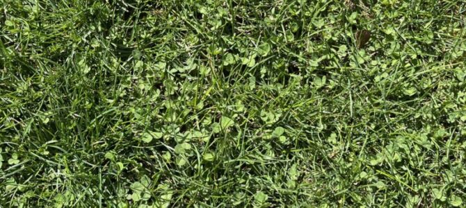 Spot the four leaf clover