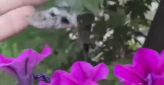 This bug is huge and feeds on our flowers’ nectar