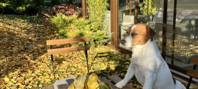 Wanted to discuss something with our dog